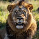 Majestic Lion Roaring in the African Grasslands