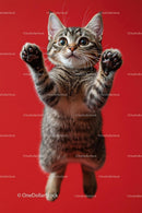 Playful Kitten Jumping Against Red Background