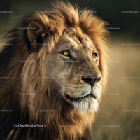 Majestic Lion in the Golden Savannah
