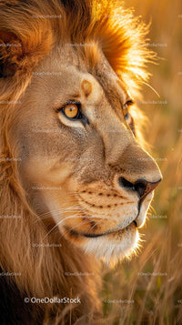 Majestic Lion in Golden Sunset Light