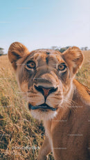 Majestic Lioness in the African Savanna