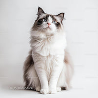 Fluffy Ragdoll Cat with Striking Blue Eyes on White Background