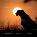Cheetah Silhouette at Sunset on the Savanna