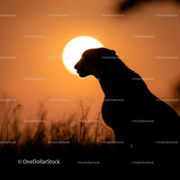 Cheetah Silhouette at Sunset on the Savanna