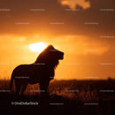 Majestic Lion Silhouette Against Vibrant Sunset