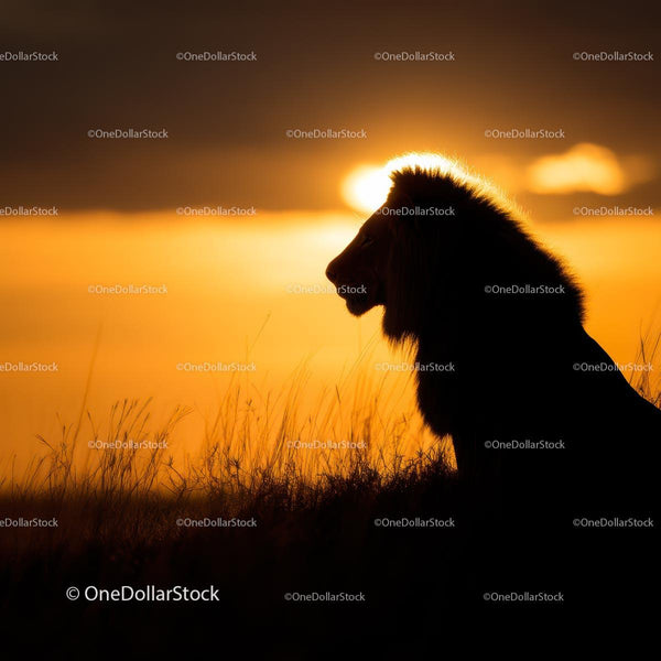 Silhouetted Lion at Golden Sunset on African Savannah