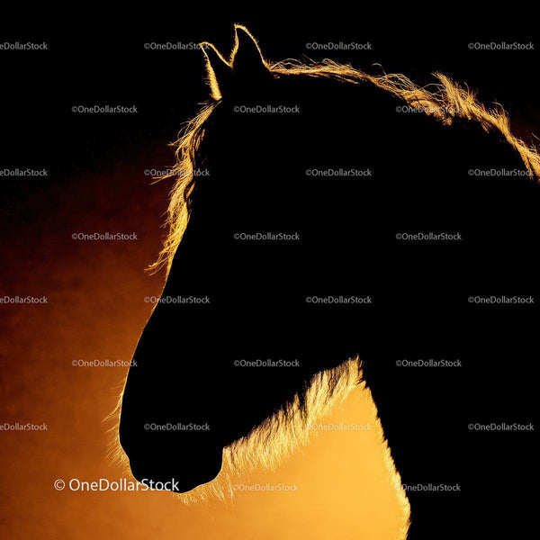 Majestic Horse Silhouette at Sunset
