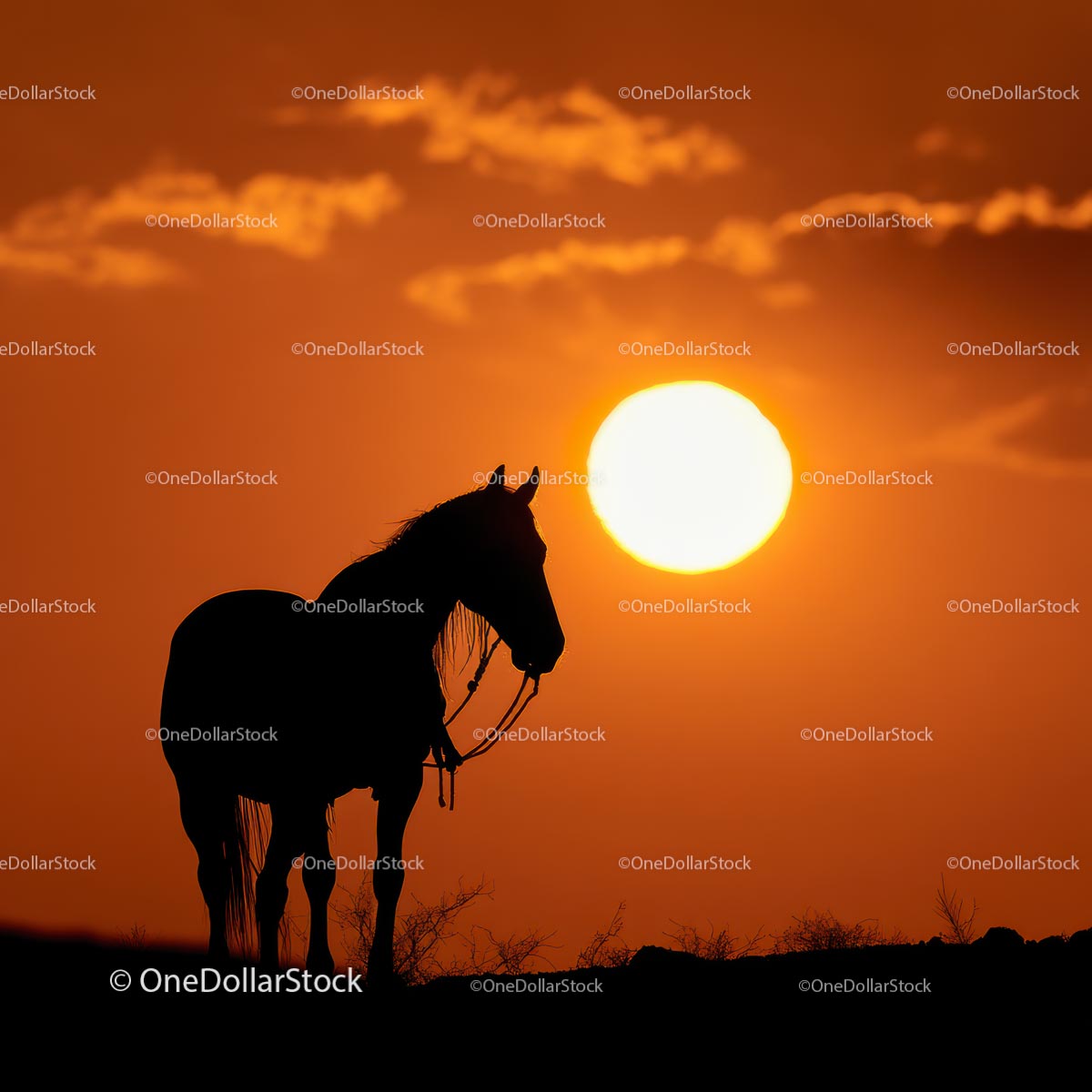 Majestic Horse Silhouette Against Glowing Sunset