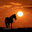 Majestic Horse Silhouette Against Glowing Sunset
