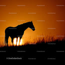 Silhouette of Horse Against Vibrant Sunset Sky