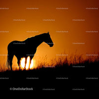 Silhouette of Horse Against Vibrant Sunset Sky