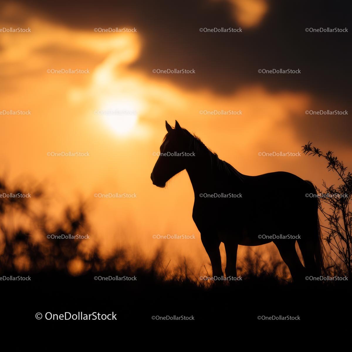 Horse Silhouette Against Vibrant Sunset Sky