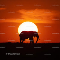 Elephant Silhouette Against Vibrant Sunset Sky