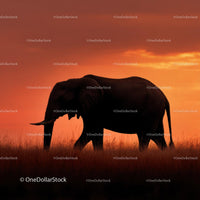 Silhouette of Elephant at Sunset in African Savanna