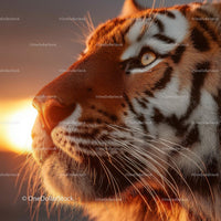 Majestic Tiger in Golden Sunset Silhouette