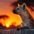 Hyena at Sunset on the African Savanna