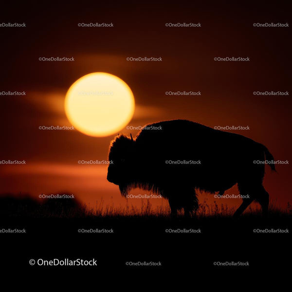 Bison Silhouette Against a Vibrant Sunset