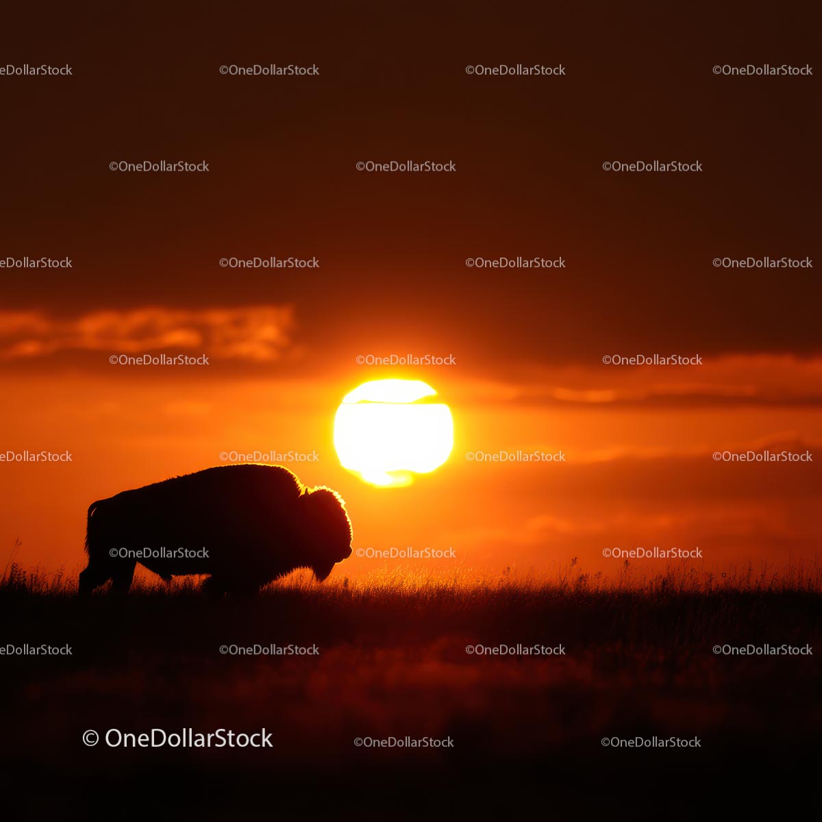 Bison Silhouette Against a Vibrant Sunset