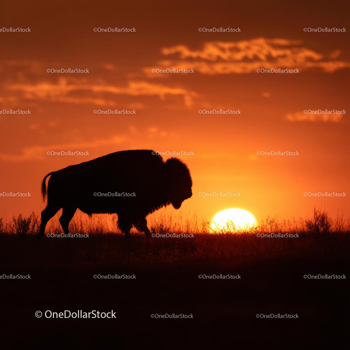 Bison Silhouette Against a Vibrant Sunset