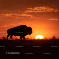 Bison Silhouette Against a Vibrant Sunset