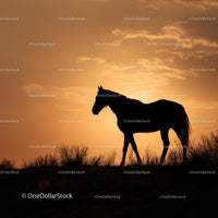 Horse Silhouette Against Vibrant Sunset Sky