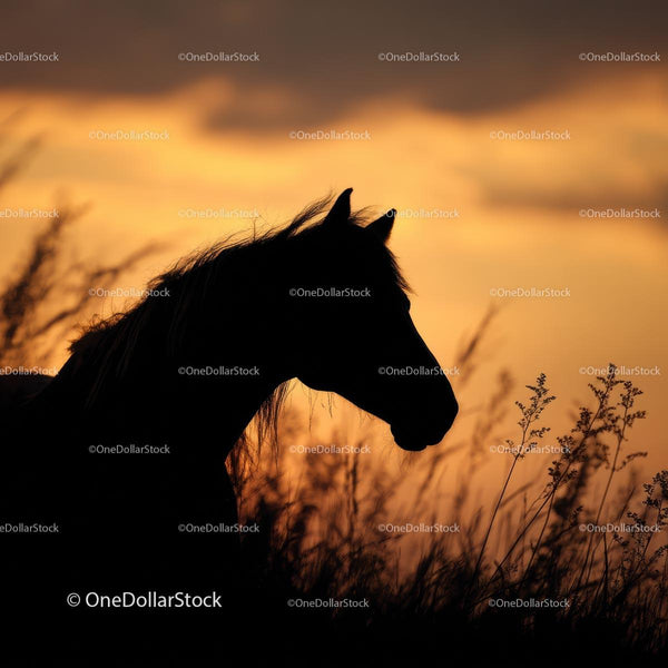 Horse Silhouette Against a Vibrant Sunset