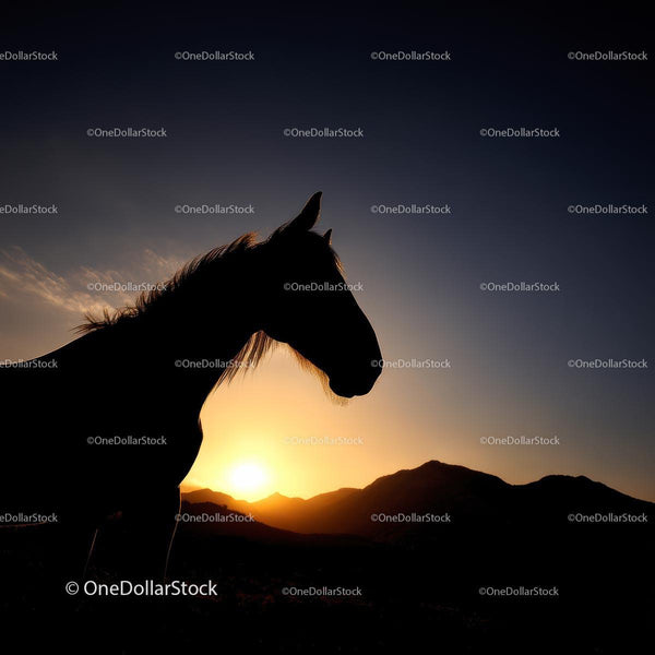 Silhouette of a Horse at Sunset with Mountain Backdrop