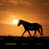 Silhouette of a Horse Against a Glowing Sunset