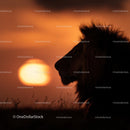 Majestic Lion Silhouette at Sunset on the Savannah