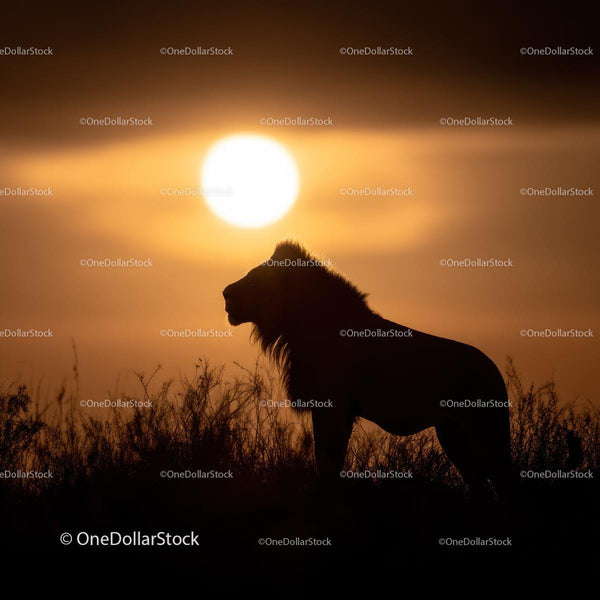 Majestic Lion Silhouette at Golden Sunset on the Savannah