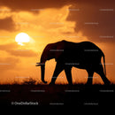 Majestic Elephant Silhouette at African Sunset