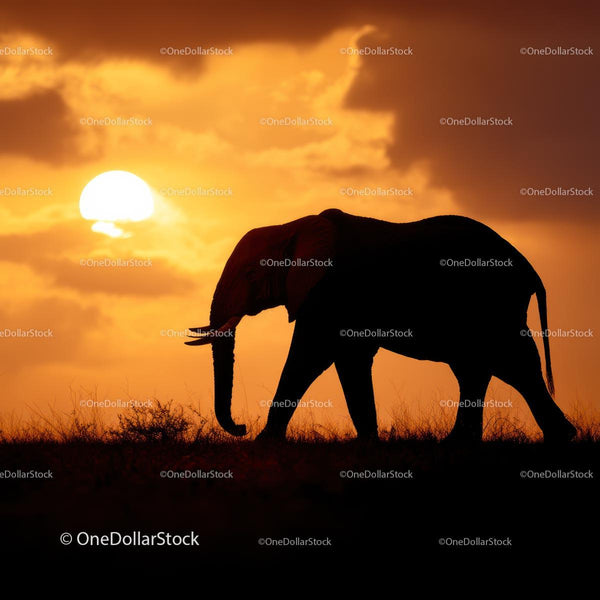 Majestic Elephant Silhouette at African Sunset