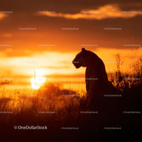 Tiger Silhouette Against Vibrant Sunset on Savannah