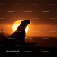 Majestic Tiger Silhouette Against a Stunning Sunset