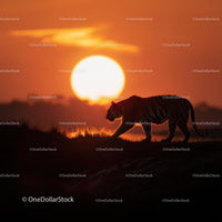Tiger Silhouette in a Glorious Sunset