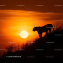 Tiger Silhouette Against Vibrant Sunset
