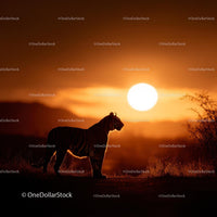 Tiger Silhouette Walking at Sundown in the Wilderness