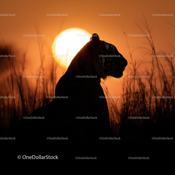 Majestic Tiger Silhouette at Sunset in Grasslands