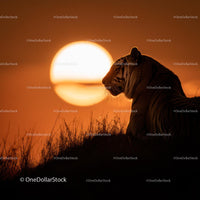 Silhouette of a Tiger Against a Vibrant Sunset