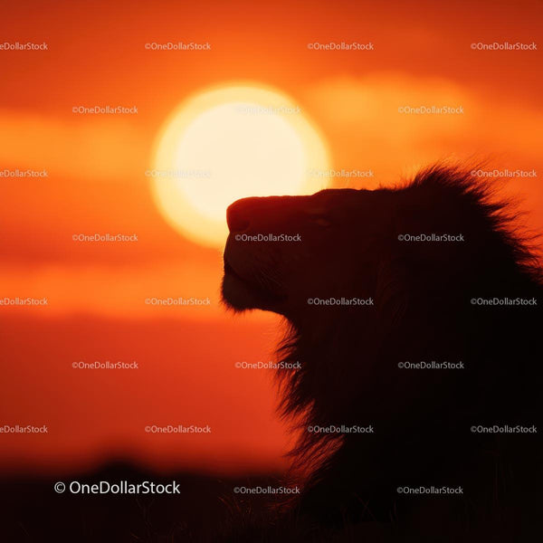 Majestic Lion Silhouette at Sunset
