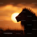 Majestic Lion Silhouette Against a Vibrant Sunset