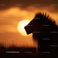 Majestic Lion Silhouette Against a Vibrant Sunset