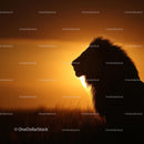 Majestic Lion Silhouette at Golden Sunset