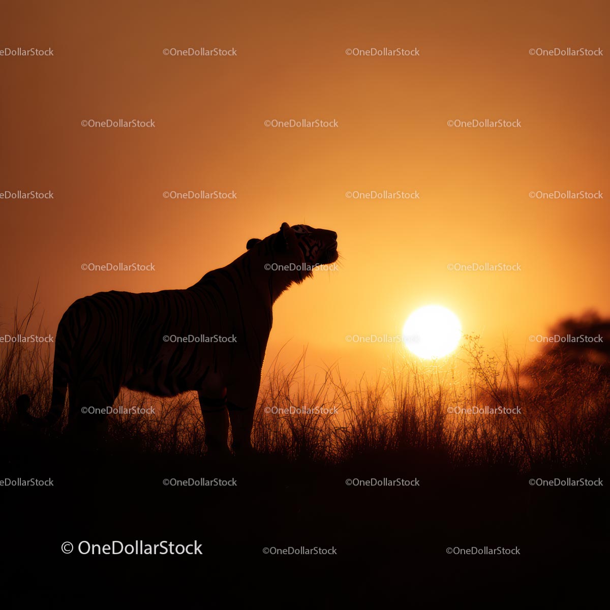 Tiger Silhouette at Sunset in Grassy Horizon
