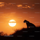 Tiger Silhouette at Sunset in the Savannah