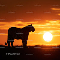 Majestic Tiger Silhouette at Vibrant Sunset
