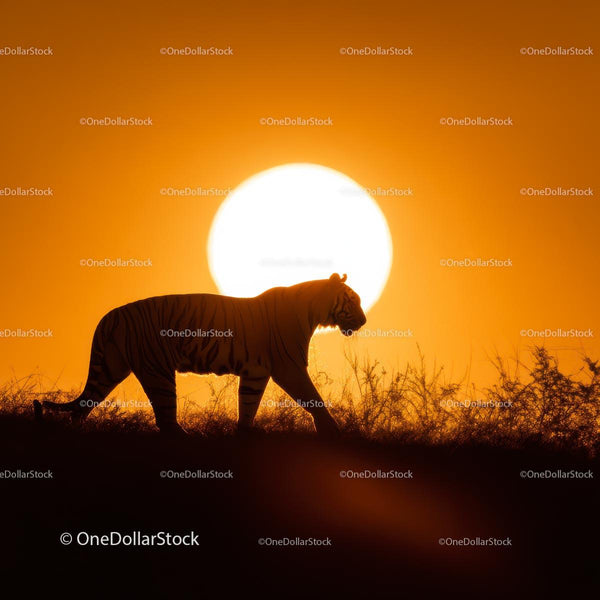 Tiger Silhouette at Sunset in Savannah Landscape