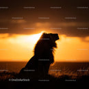 Lone Lion Silhouette Against a Vibrant Sunset