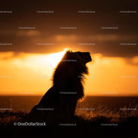 Lone Lion Silhouette Against a Vibrant Sunset