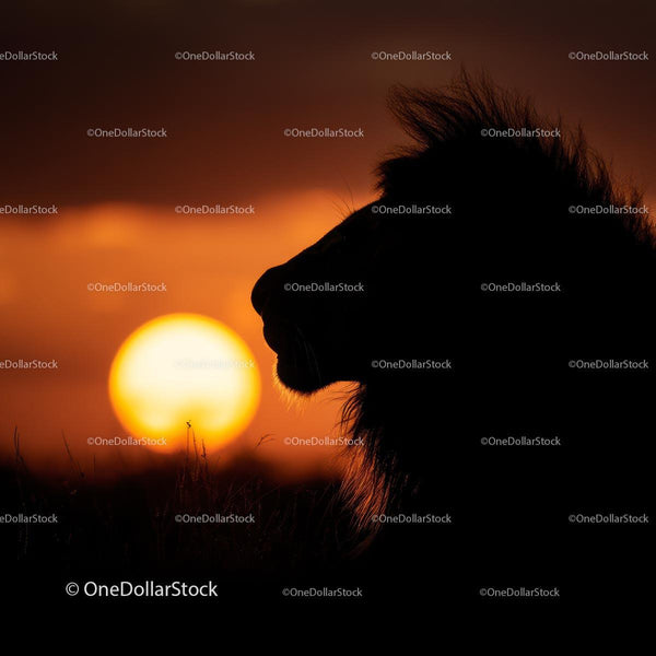 Lion Silhouette at Sunset in African Savannah
